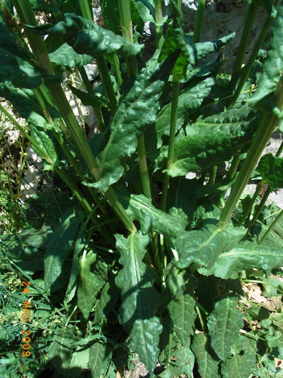 Rumex acetosa / Acetosa